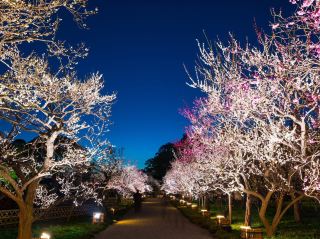 Chasing Sakura at Kairakuen Garden 🌸