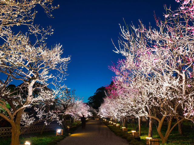 Chasing Sakura at Kairakuen Garden 🌸
