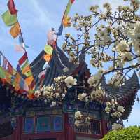廣仁寺三月花季，錯過再等一年！