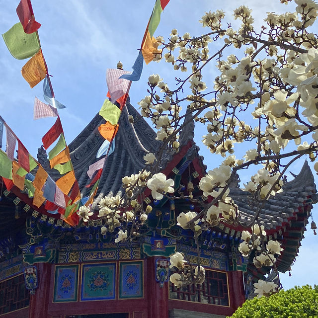 廣仁寺三月花季，錯過再等一年！