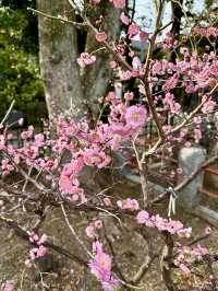 Springtime at Kameido Tenjin Shrine🌸