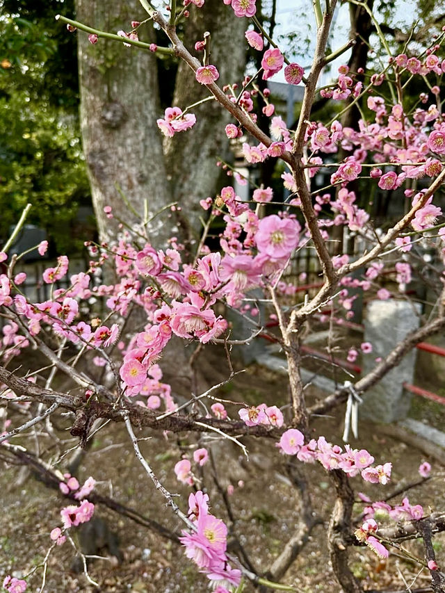 Springtime at Kameido Tenjin Shrine🌸
