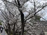 熊本與阿蘇山方面之櫻花