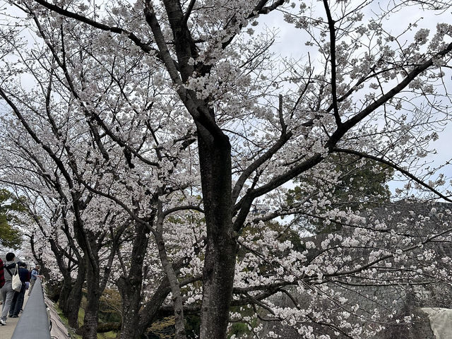 熊本與阿蘇山方面之櫻花