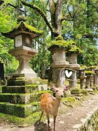 🇯🇵 NARA day trip, and yes, NARA 🦌 bow! 