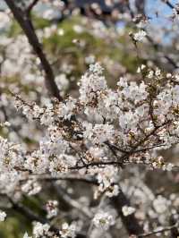 Cherry Blossom Viewing at Sumida Park🌸