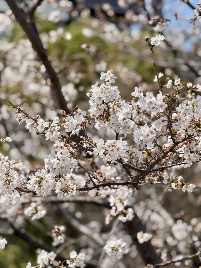 Cherry Blossom Viewing at Sumida Park🌸