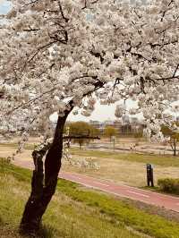 Gapcheon's Floral Stroll: Spring's Peaceful Path