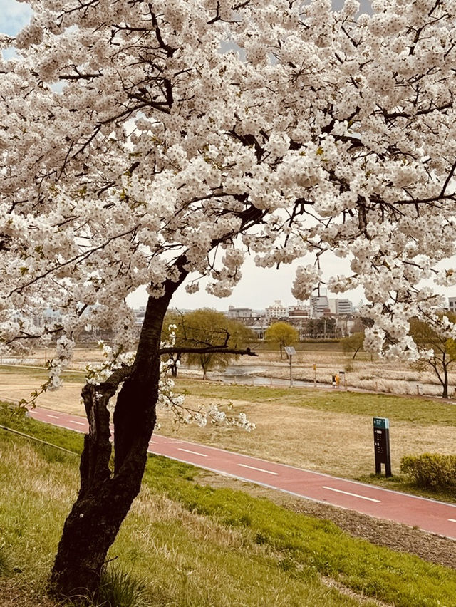 Gapcheon's Floral Stroll: Spring's Peaceful Path