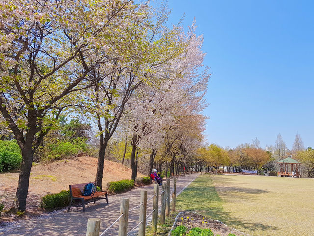 🌸서울 근교, 고양시 덕양구 지도공원 봄여행 장소 추천🌸