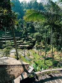 Truth about Tegallagang Rice Terrace 🌾🤫