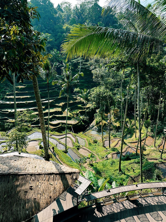 Truth about Tegallagang Rice Terrace 🌾🤫