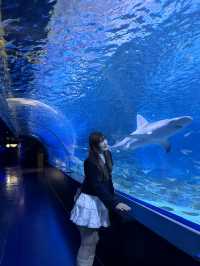 首爾之旅-Coex水族館（聽見你的聲音拍攝地）