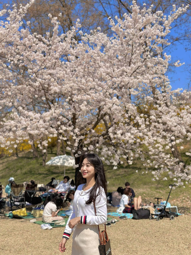 벚꽃 구경하기 좋은 곳!