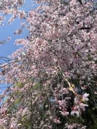 Sakura in Full Bloom at Asagaya Shinmeigu🌸