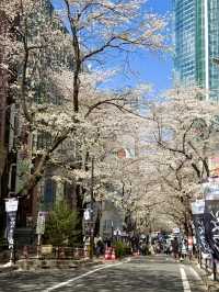 Full Bloom! Sakura-zaka in Shibuya🌸