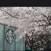 Oriental Pearl Tower Cherry Blossoms Where Pink Petals Meet the City’s Most Iconic Skyline