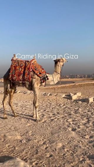 Spring in Egypt: Camel Riding by the Pyramids