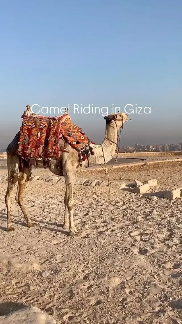 Spring in Egypt: Camel Riding by the Pyramids