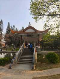 深圳其中一個最漂亮的大型荷花公園