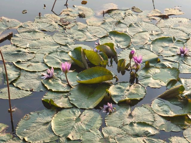 深圳其中一個最漂亮的大型荷花公園