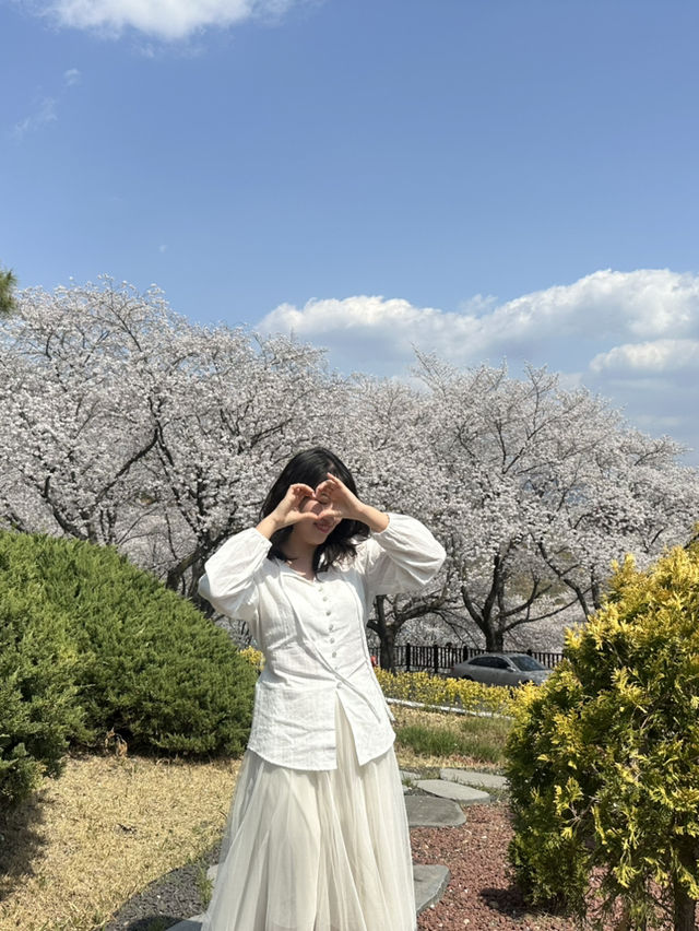 진주 벚꽃명소 여기 빨리 가!