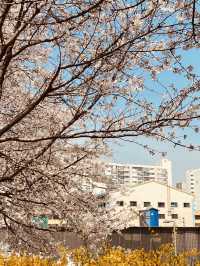 Blossom Tunnel by the Stream: Anyangcheon's Spring Delight
