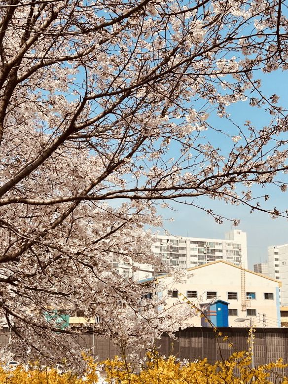 Blossom Tunnel by the Stream: Anyangcheon's Spring Delight