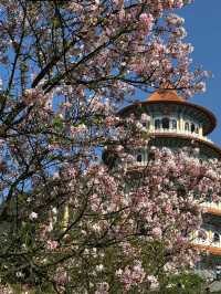 🌸**台北天元宮後山櫻花園區是欣賞櫻花**🌸