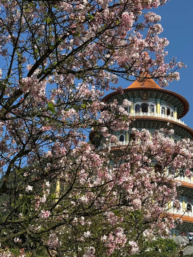 🌸**台北天元宮後山櫻花園區是欣賞櫻花**🌸