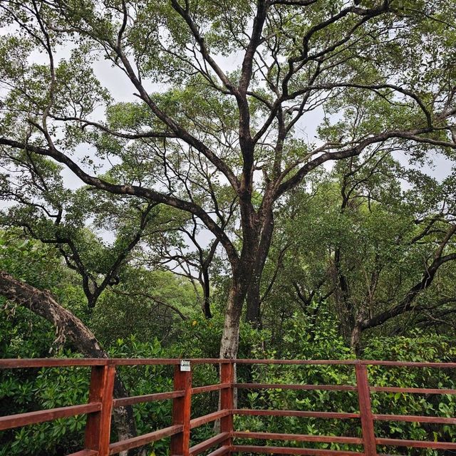 🎄ป่าชายเลนกลางเมือง | ปอดของคนระยอง 🏞