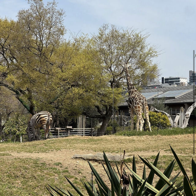 天王寺動物園（Tennoji Zoo） 
