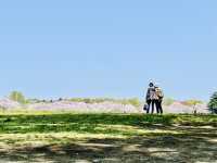 【昭和記念公園】定番の公園の桜はやはり素晴らしく感動❗️