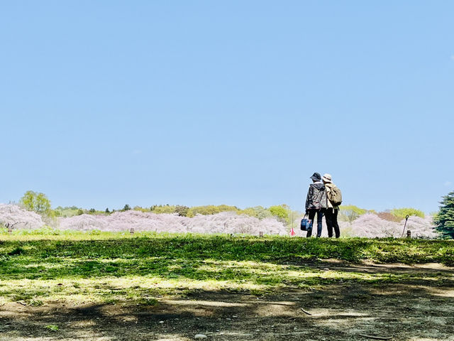 【昭和記念公園】定番の公園の桜はやはり素晴らしく感動❗️