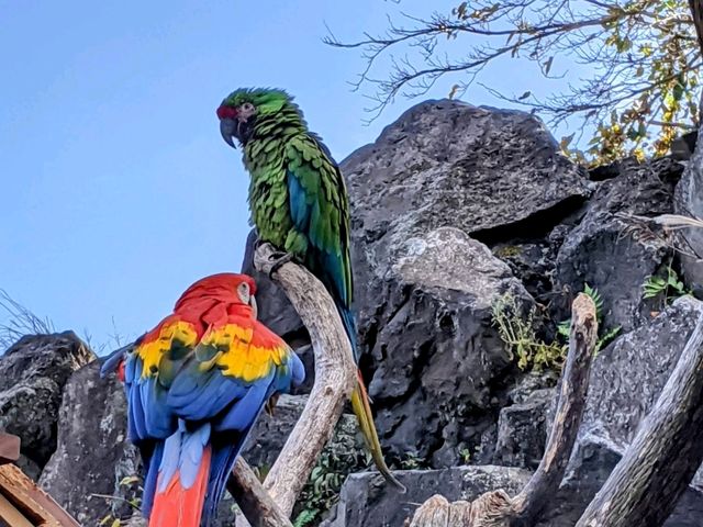 【伊豆】伊豆シャボテン動物公園で動物とサボテンと触れ合う