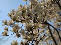 Immerse in Romantic Cherry Blossoms & More in Seoul Forest