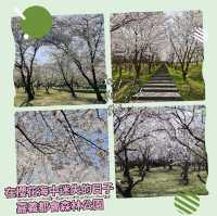 在櫻花海中迷失的日子～嘉義都會森林公園