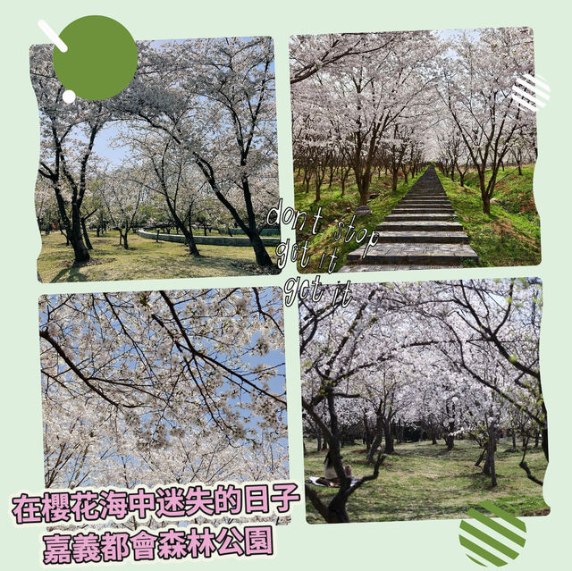 在櫻花海中迷失的日子～嘉義都會森林公園