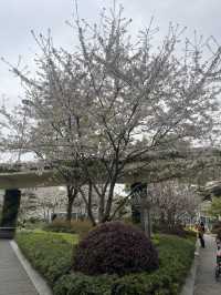 🌸 Cherry Blossom in Shanghai 🇨🇳