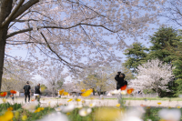 A Spring Day Surrounded by Cherry Blossoms at Showakinen Park 