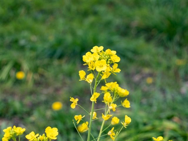 【埼玉県】桜と菜の花のコラボレーションを見るなら権現堂！