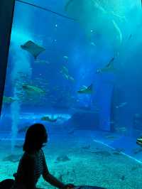  Okinawa Churaumi Aquarium 