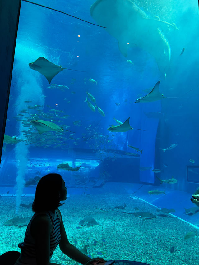  Okinawa Churaumi Aquarium 
