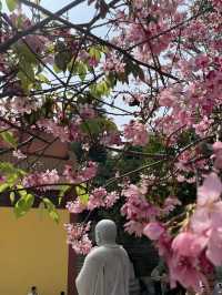 🌸 Xiamen's Spring Snowy Wonderland at Shishi Zen Temple 🌸