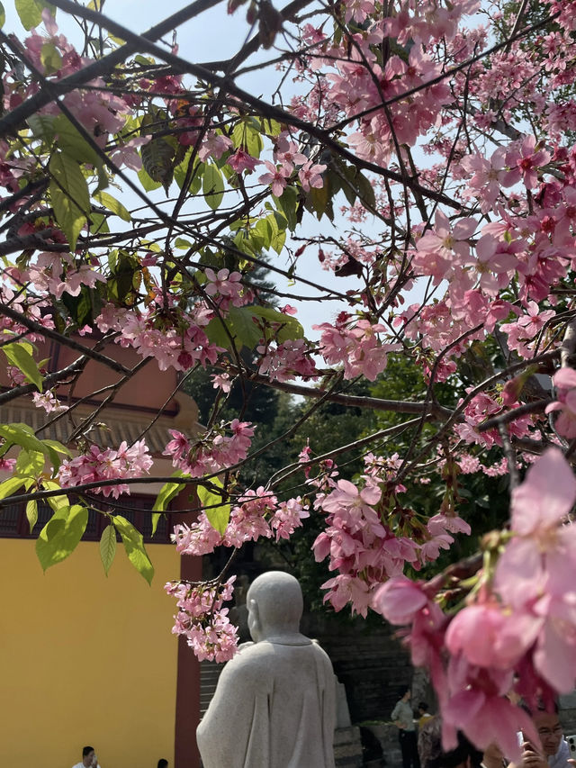 🌸 Xiamen's Spring Snowy Wonderland at Shishi Zen Temple 🌸