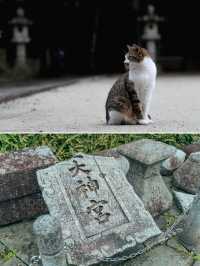 【長崎】1日で満喫！グルメも楽しむ観光プラン