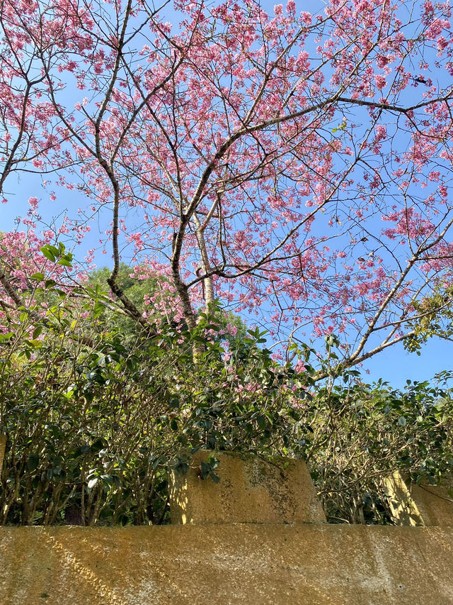 櫻花季來啦～這次前往台北陽明山賞櫻