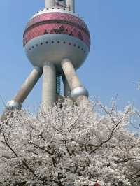📍Lujiazui Cherry Blossom Walk