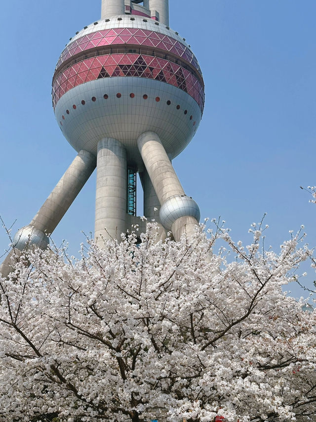 📍Lujiazui Cherry Blossom Walk