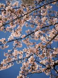 Blossoms by the Bay: Springtime in Hakodate